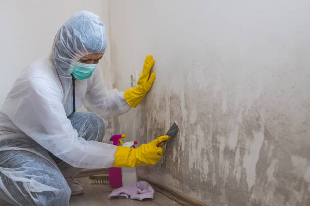Best Residential Mold Remediation in Clinton, AR