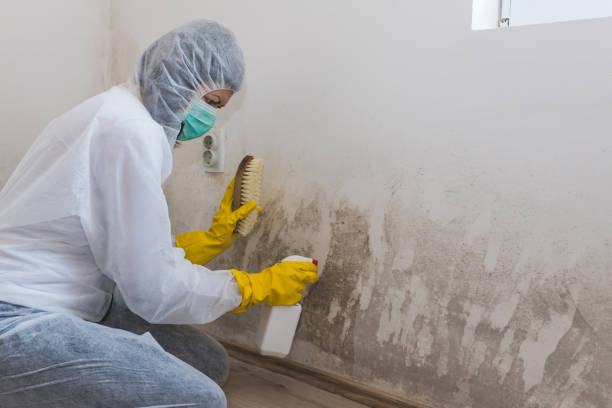 Best Mold Remediation for Specific Building Types in Clinton, AR