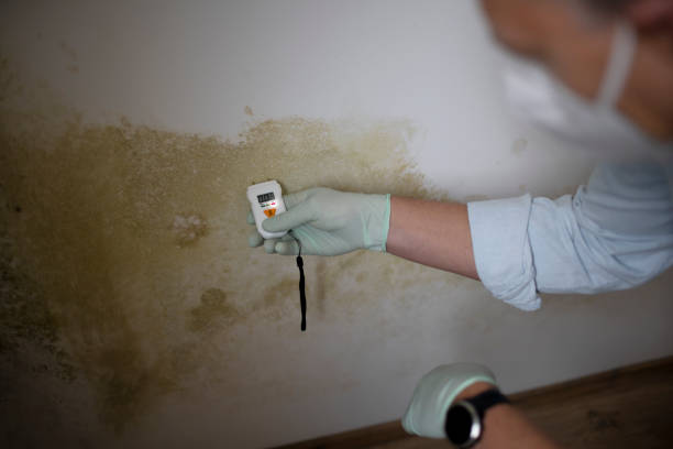 Best Residential Mold Remediation in Clinton, AR
