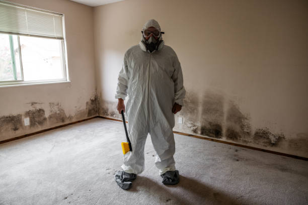 Best Attic Mold Remediation in Clinton, AR