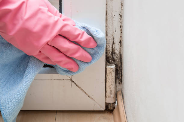 Best Residential Mold Remediation in Clinton, AR
